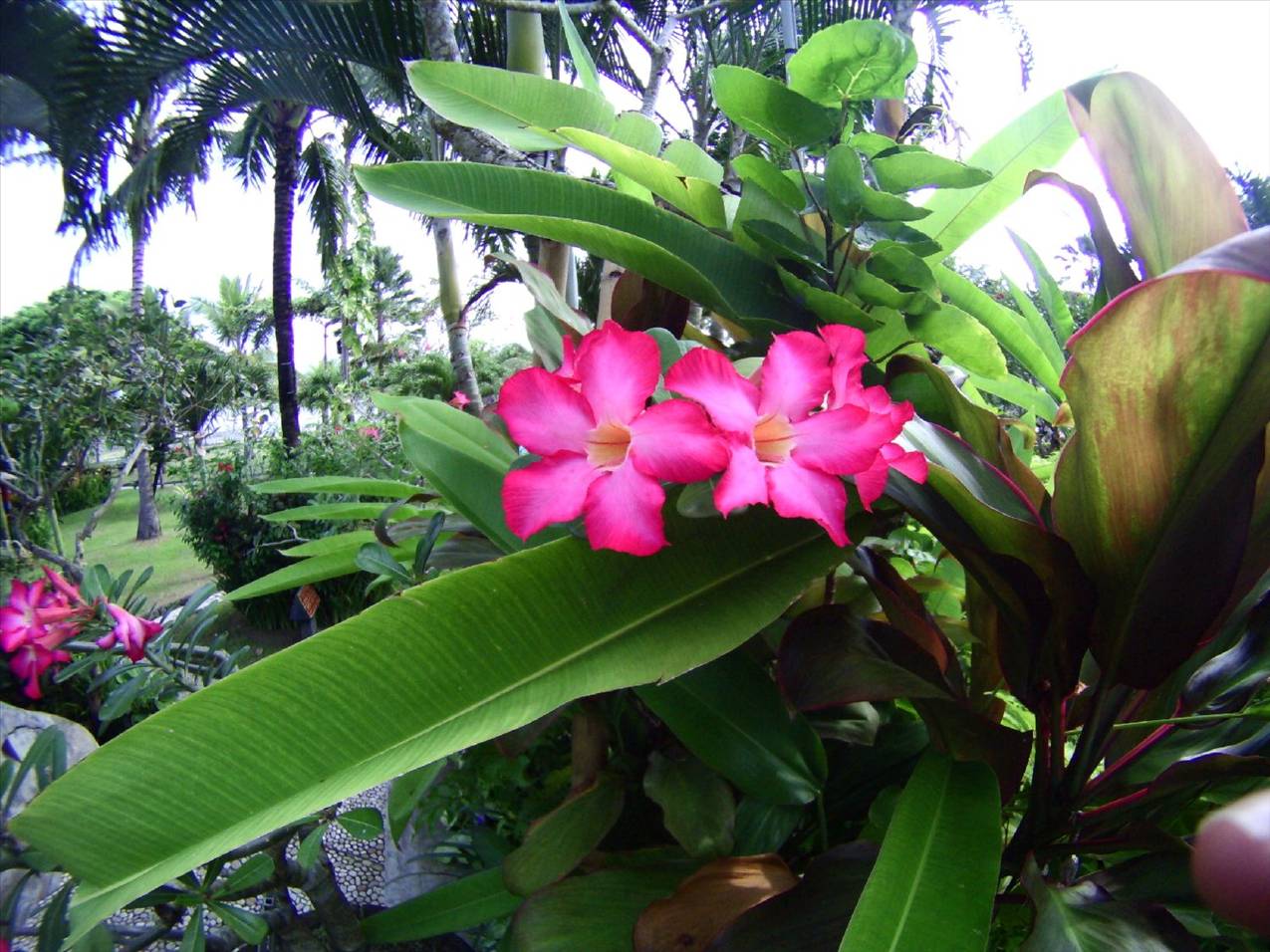 islands and bali 136