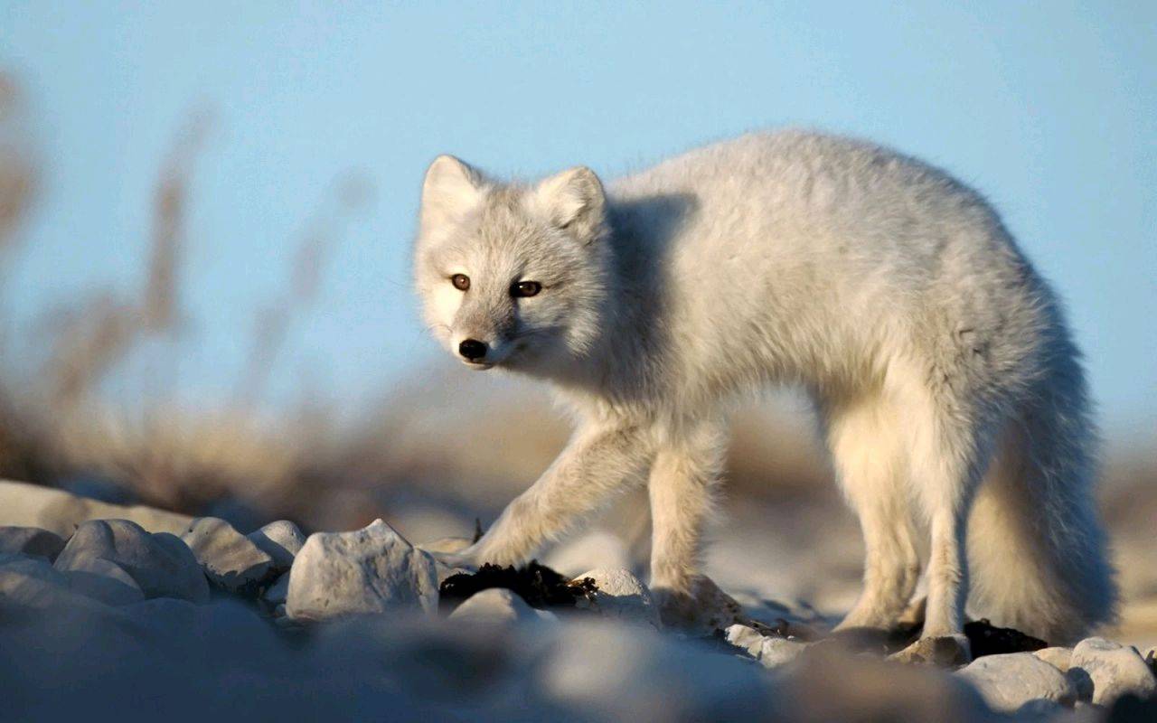 White-Fox-Wallpaper