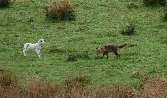 Foxkilllamb