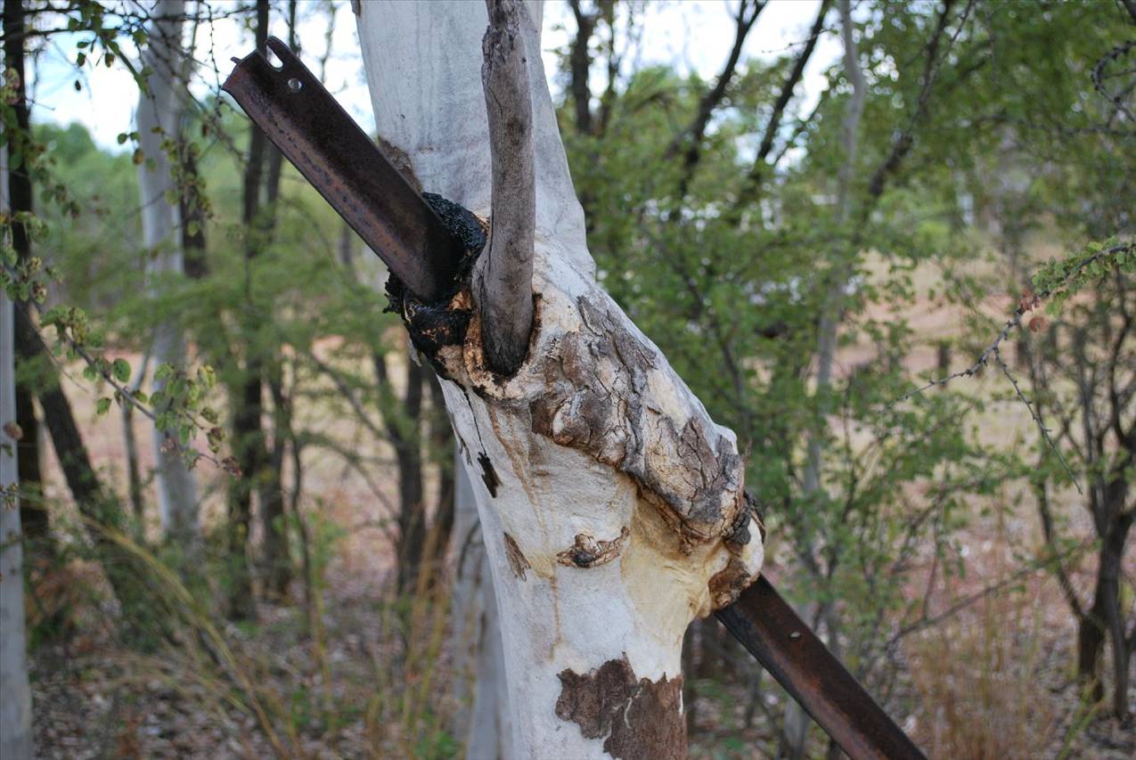 WA Aug Sept 2008 (82)