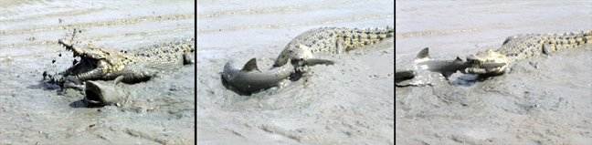 Crocodile-shark