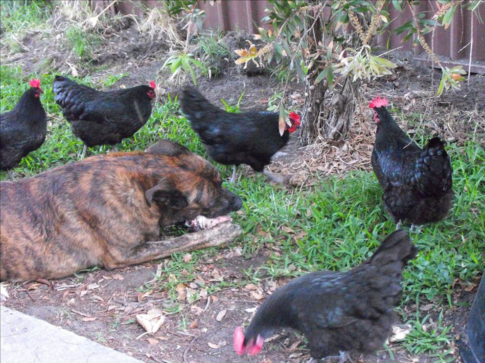 town show and stockton 069