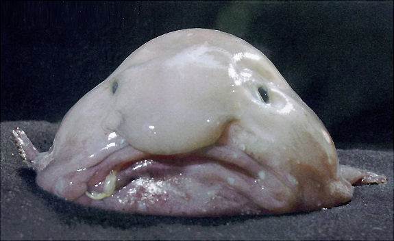 Extremely-ugly-animals-Blobfish
