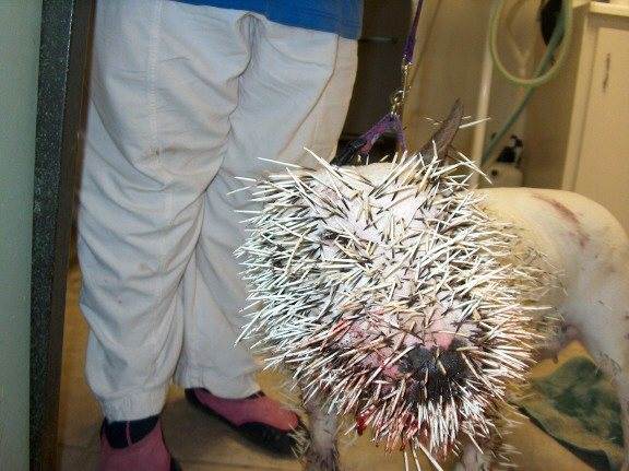 pitbull porcupine