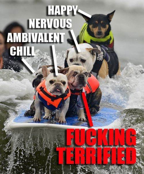 surfing-dogs