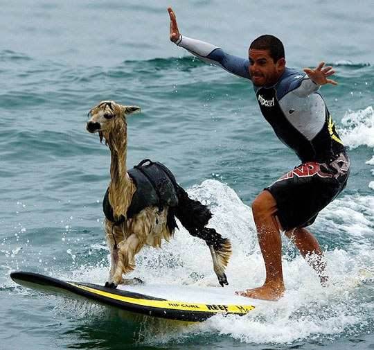 llamasurfing