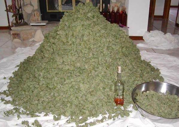 pile of marijuana