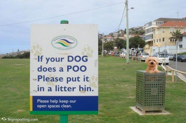 dog poo