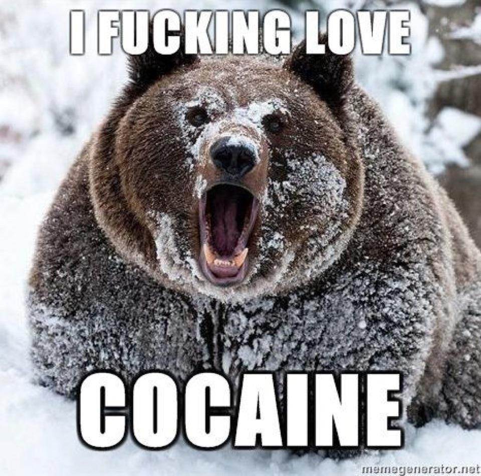 Coke Bear