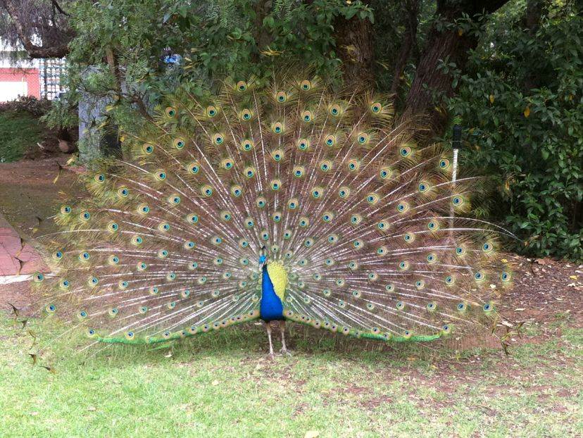 peacock