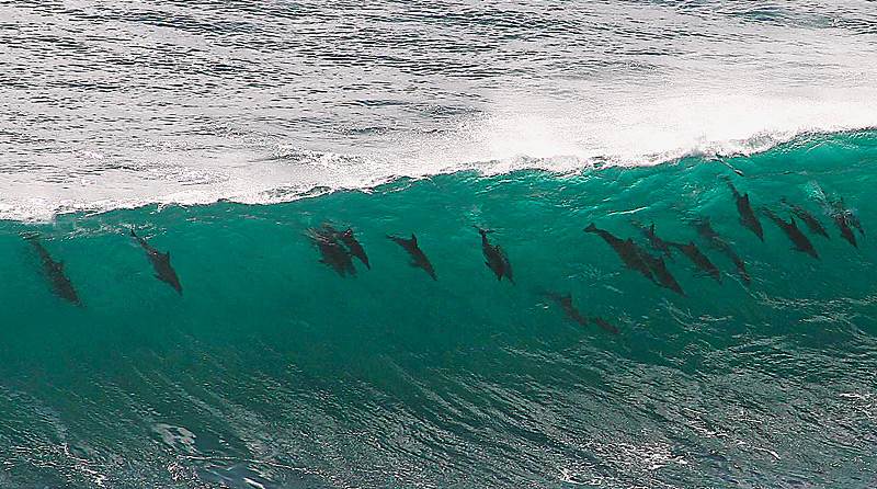 surfing-mag-dolphins-sharing-a-wave-windsurfing-magazine-forums-229658