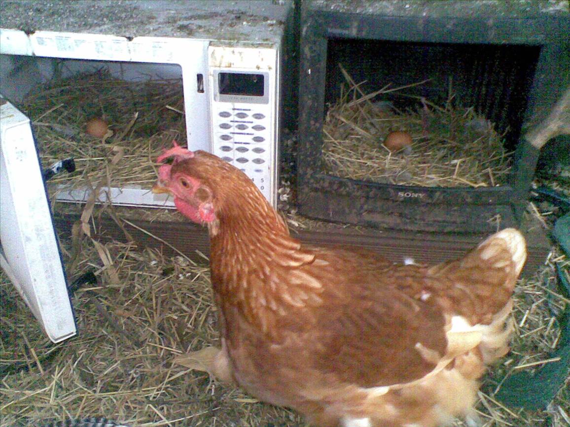 Chook (tv and microve)
