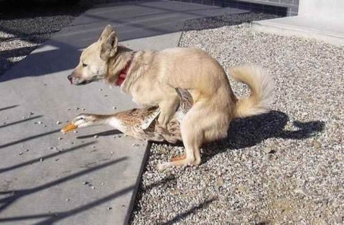 78%2520Duck-Dog%2520Hybrids%2520Would%2520Be%2520Rad