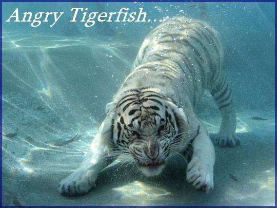 funny-angry-tiger-underwater