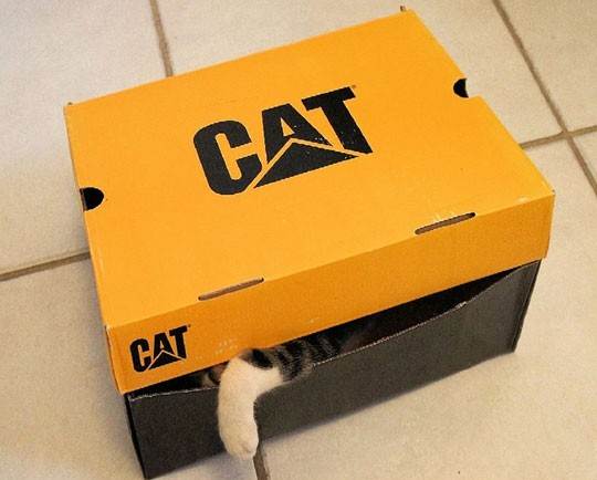 funny-cat-inside-box