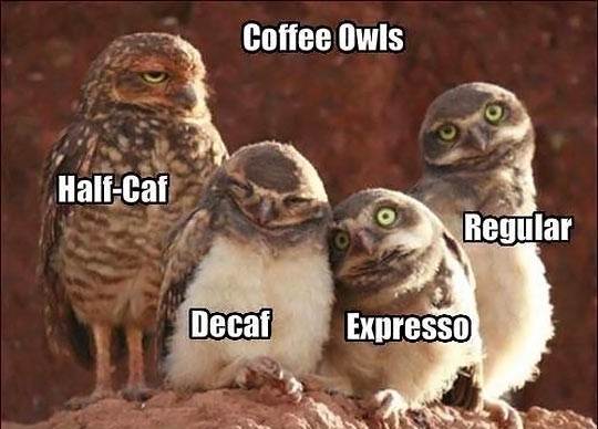 funny-owl-group-coffee