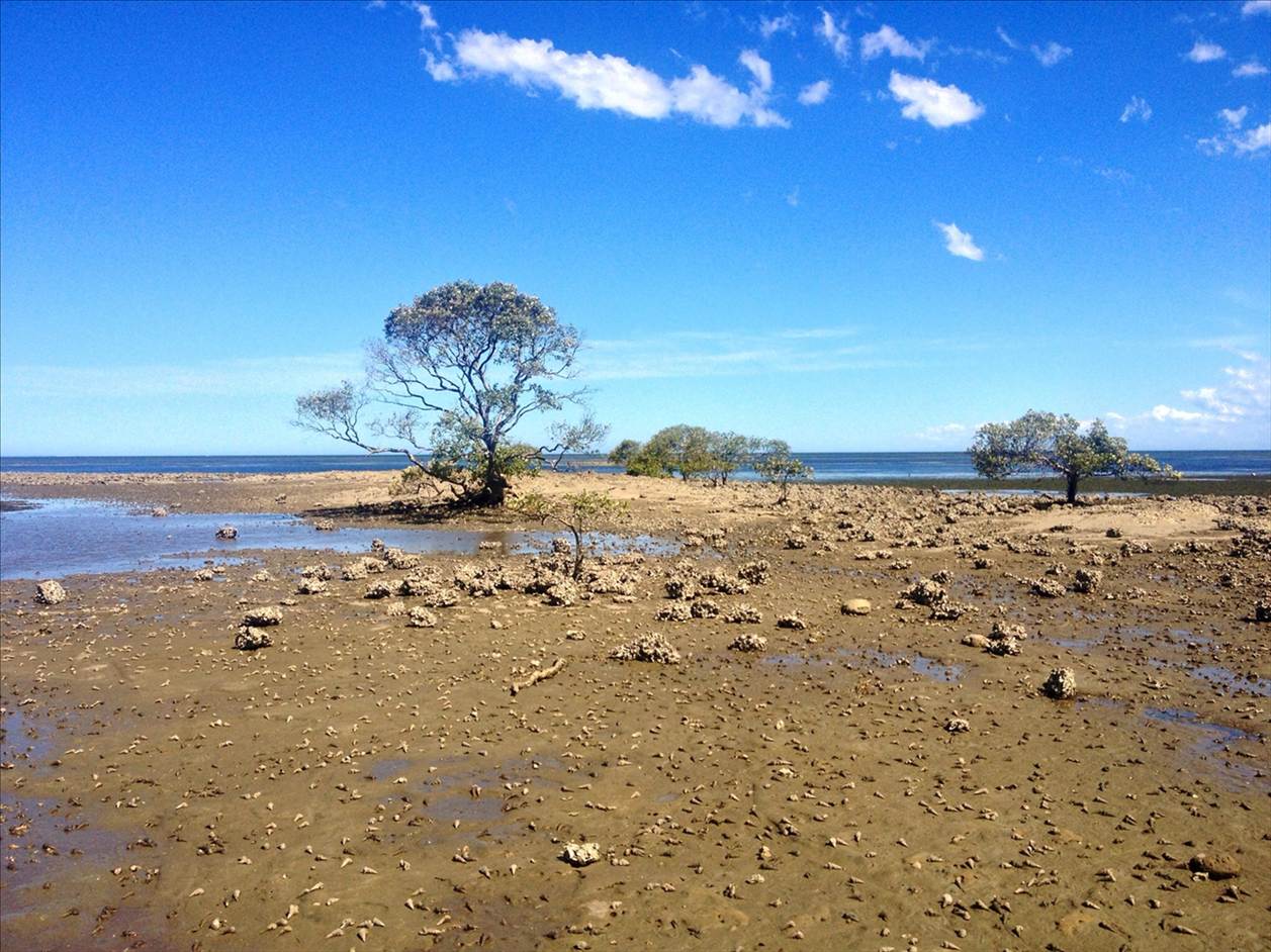 Sandstone Point low tide