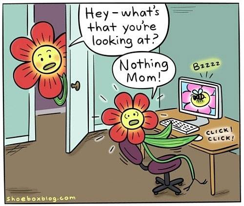 funny-flower-computer-bee