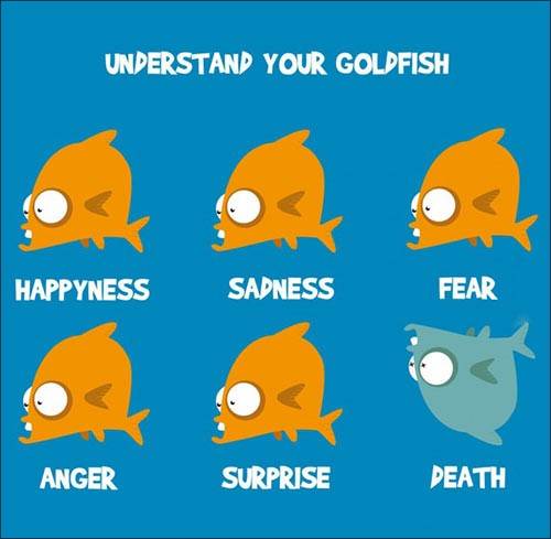 funny-goldfish-understanding-dead