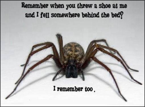 funny-scary-spider-creepy