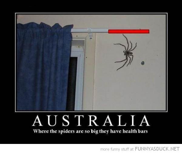 funny-huge-spider-australia-health-bar-pics