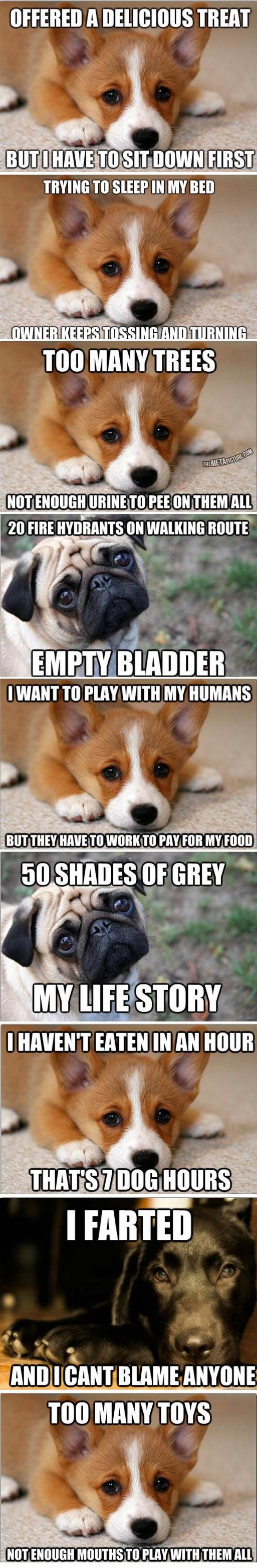 funny-first-world-dog-problems-sad
