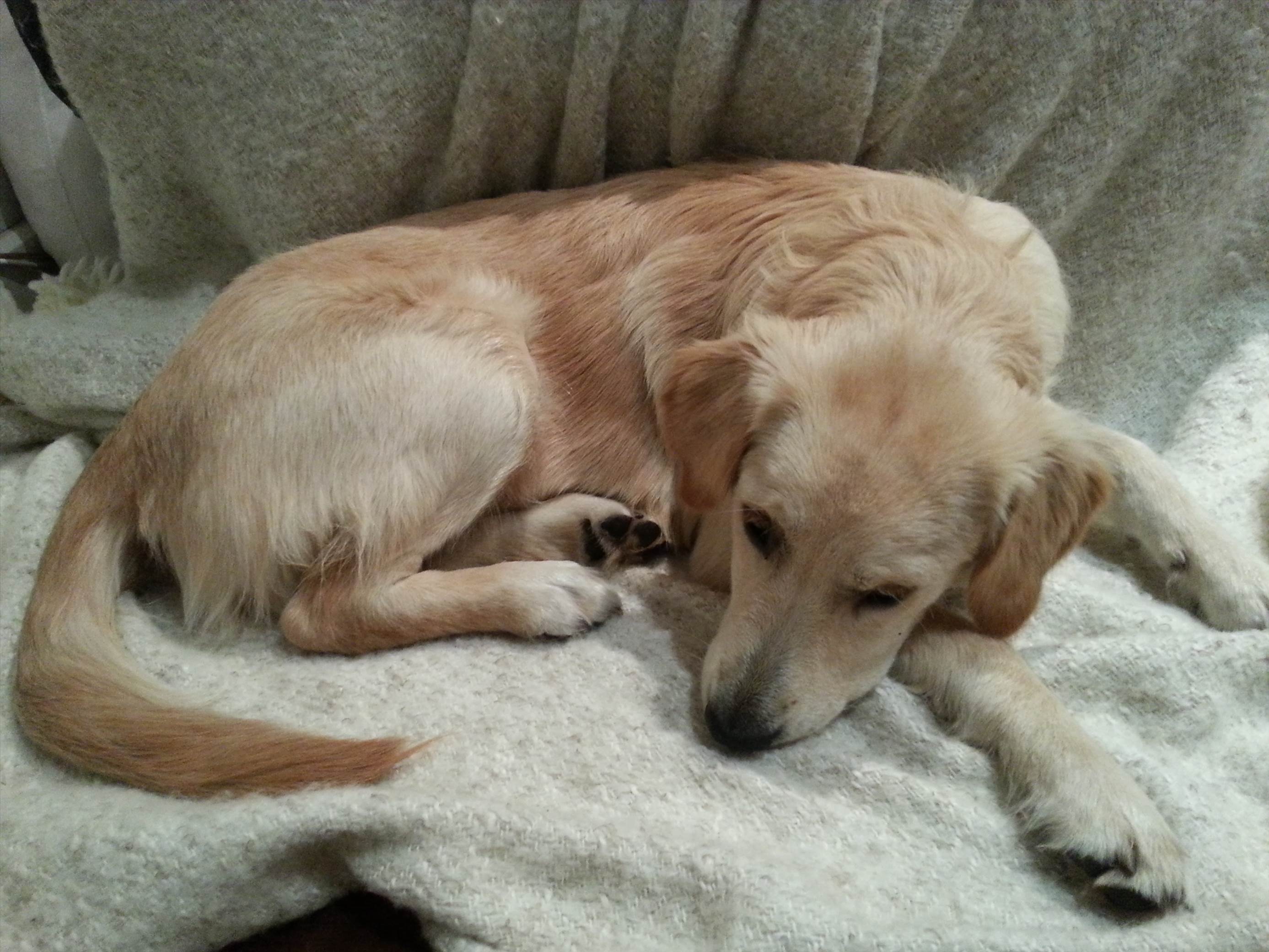 'Osso' (golden retriever) at 7 months