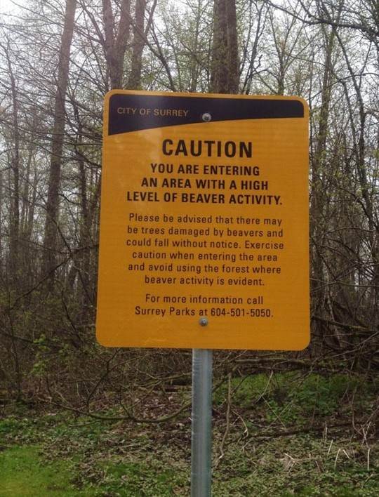 funny-Canada-things-maple-syrup-mooseB