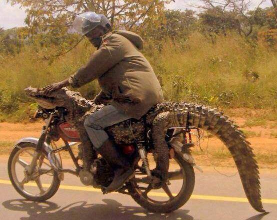 croc on bike