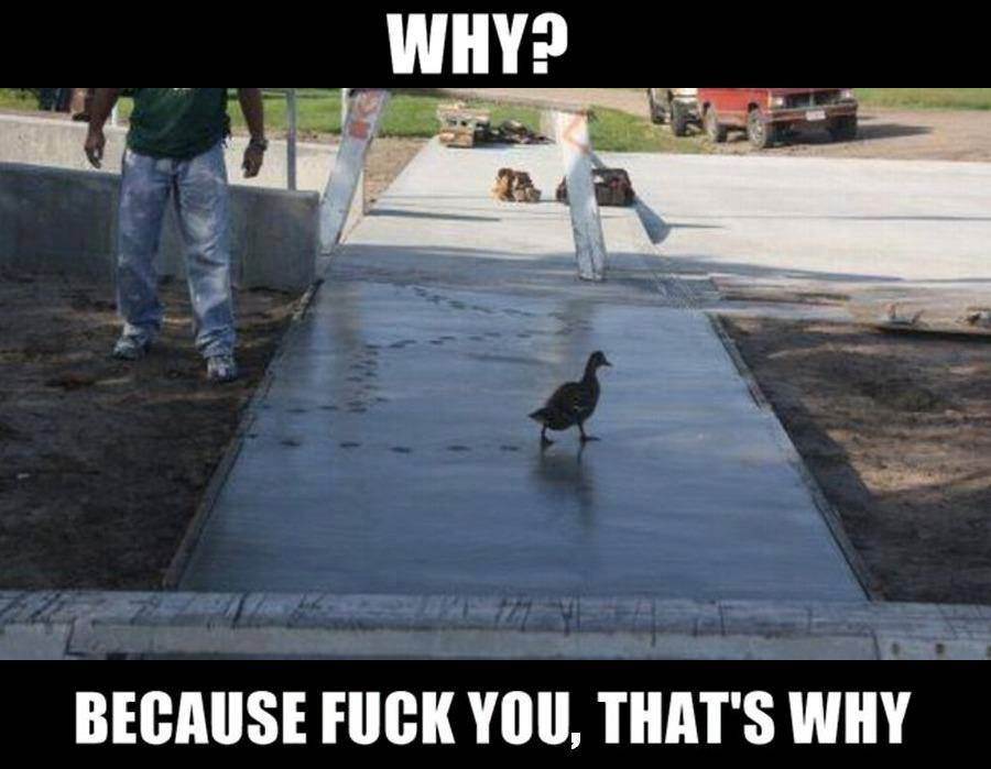 Duck Fuck U...