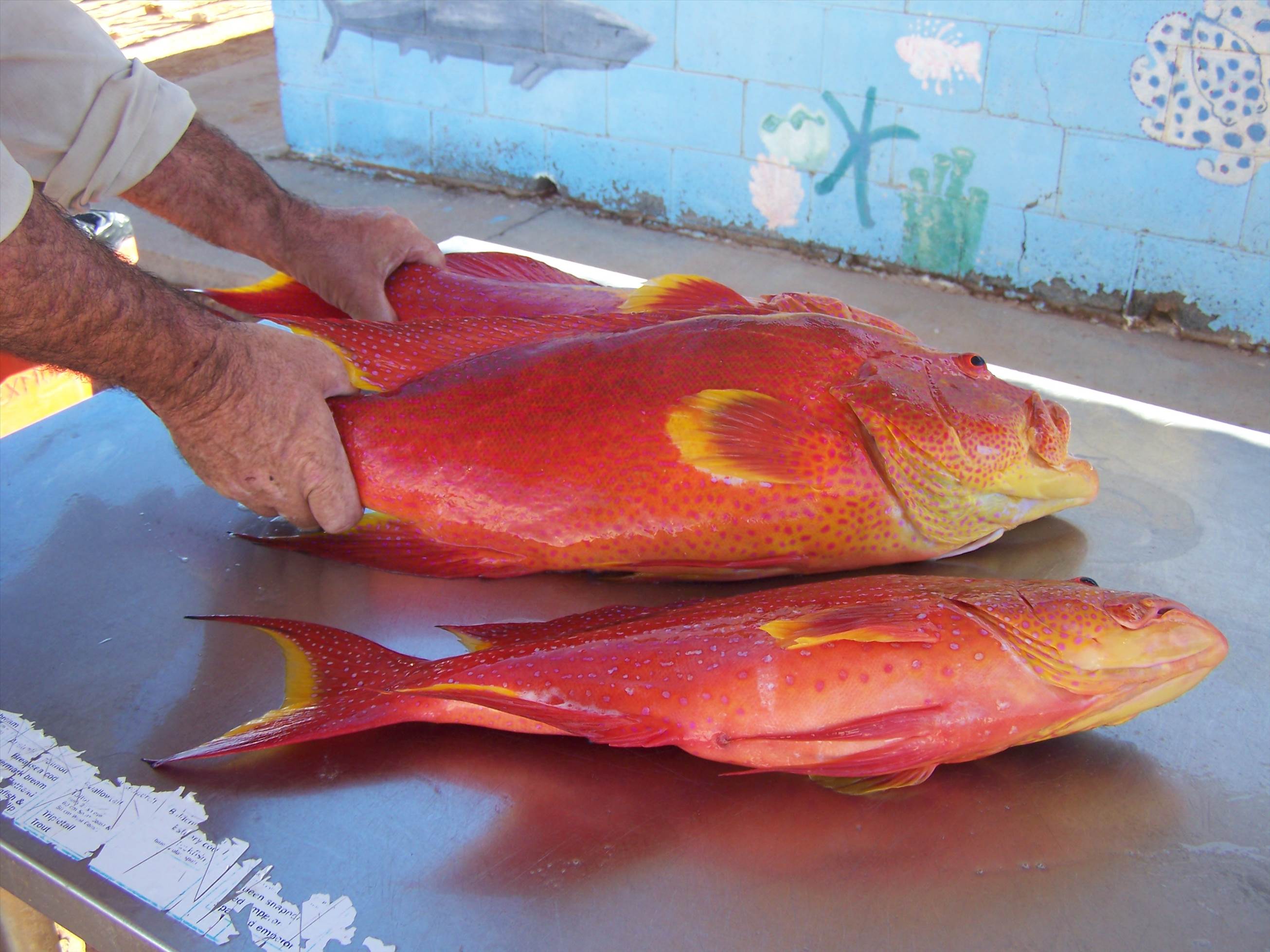 coranation trout 003