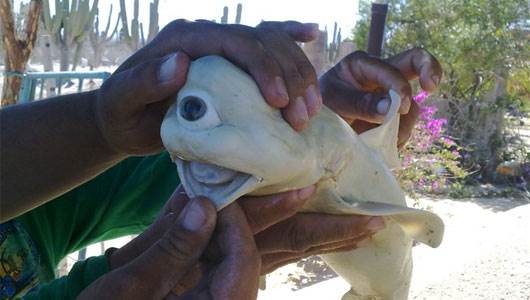 OneEyedShark main 1018