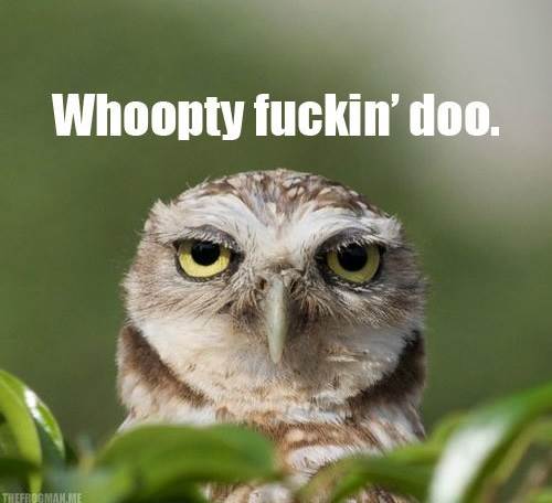 funny-bored-owl-face