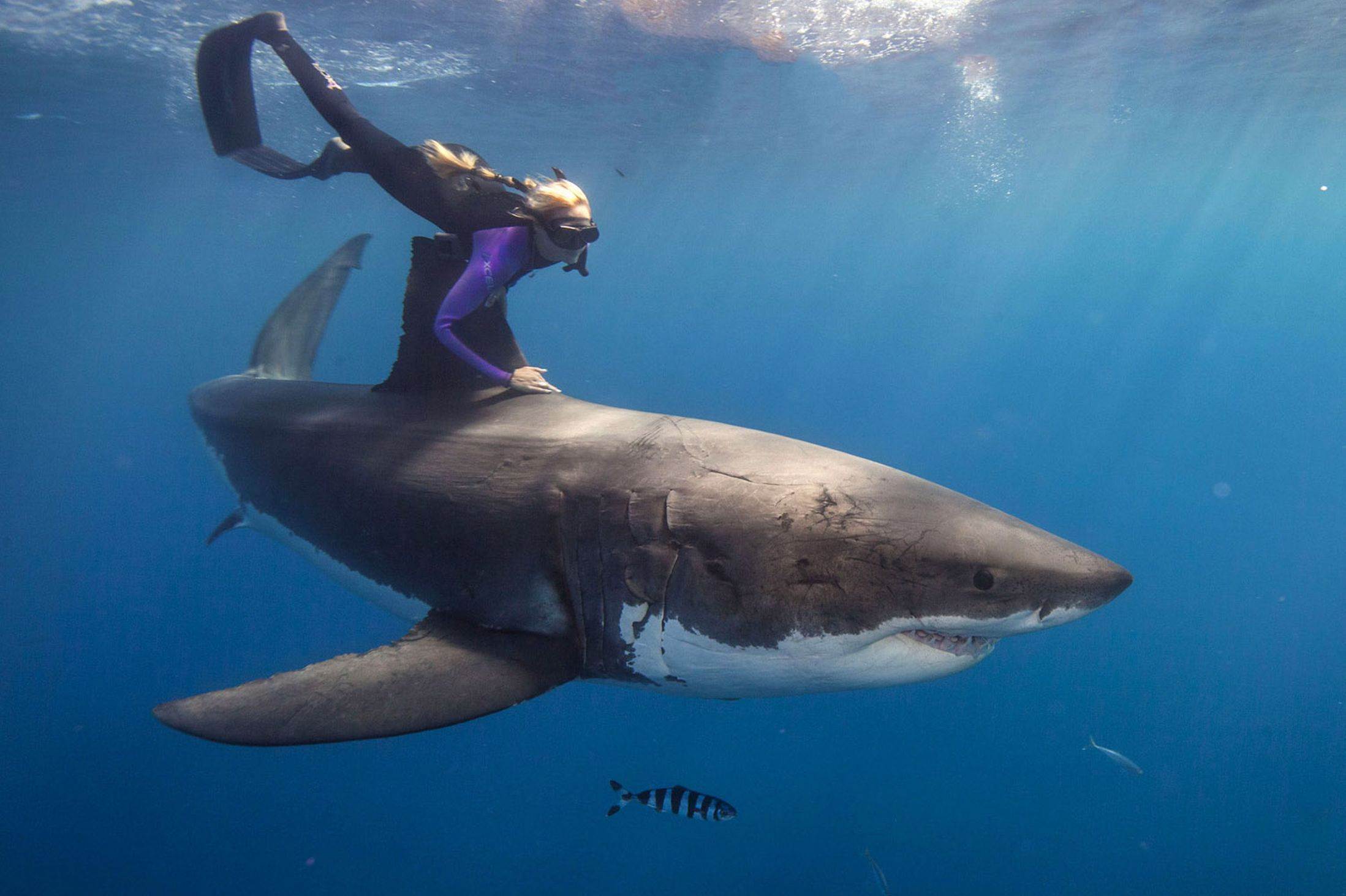 ??? The woman who swims with sharks-1743578