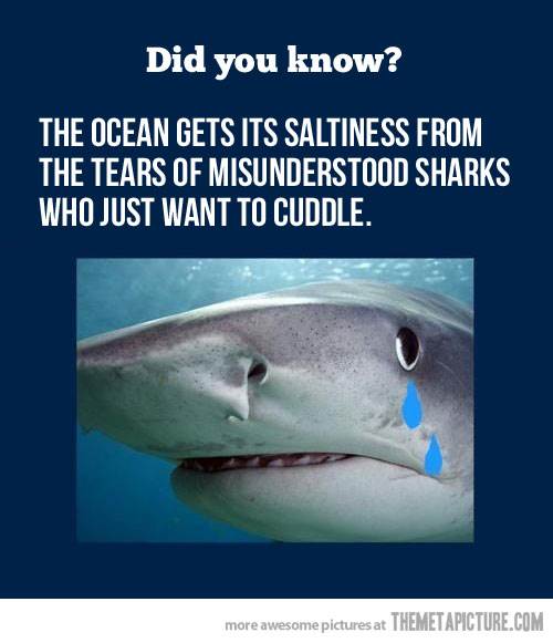 funny-shark-crying-tears