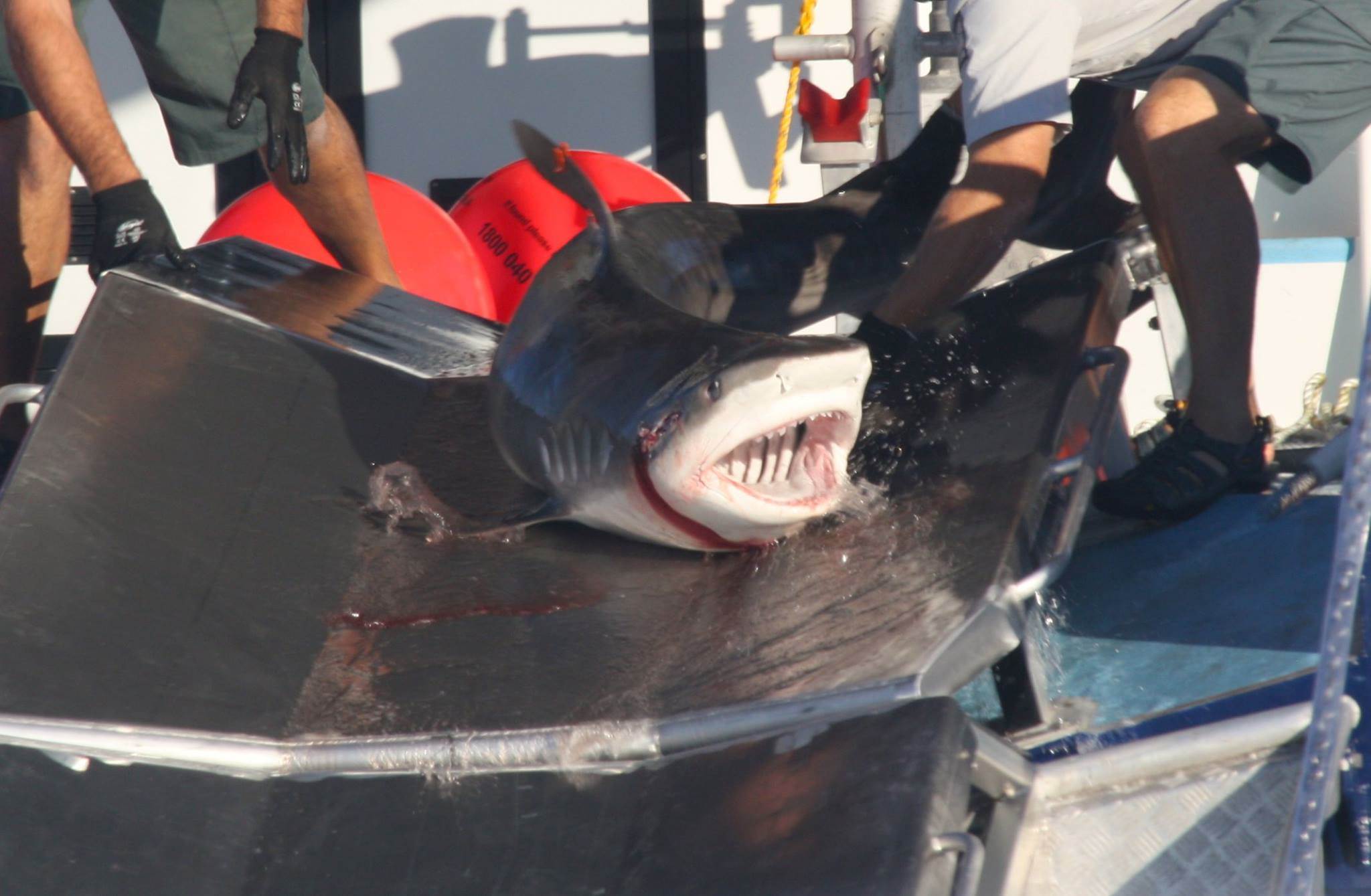 1781616 10152261822435856 405848602 o