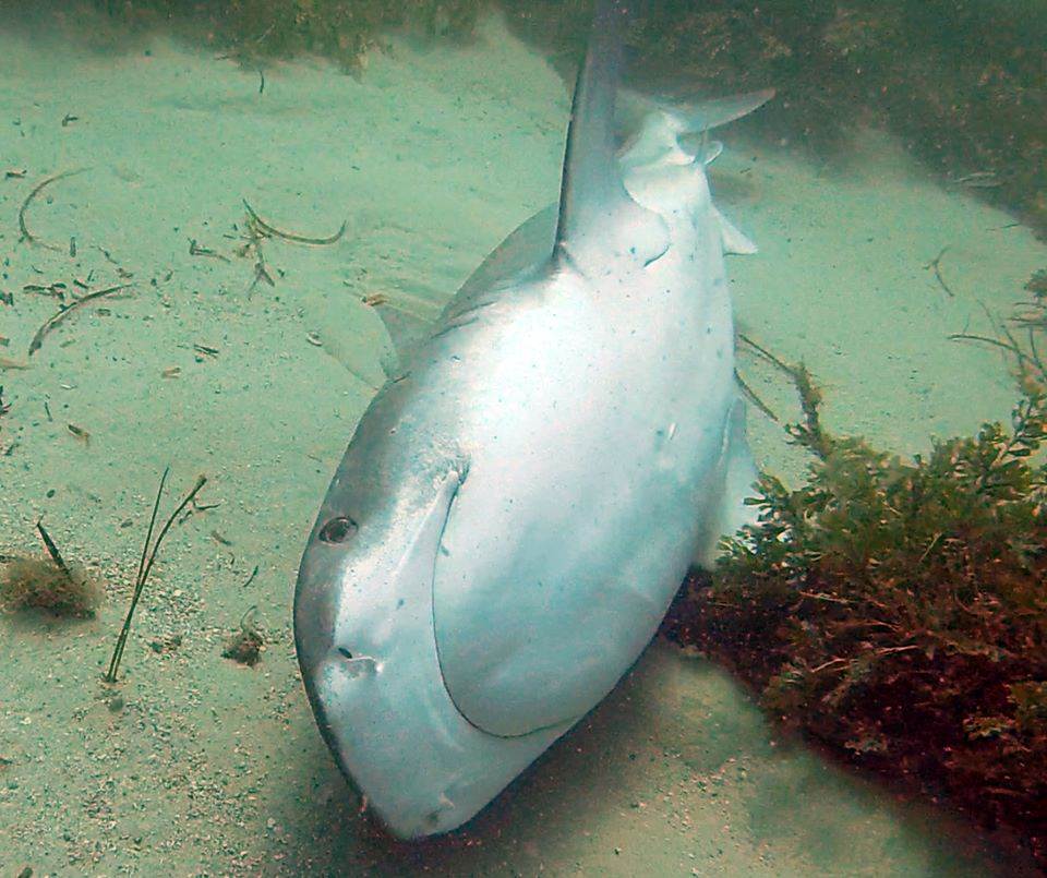 1491657 292828054208726 15153454 n