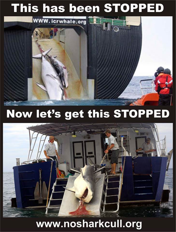 10157333 441134365989414 515178766 n