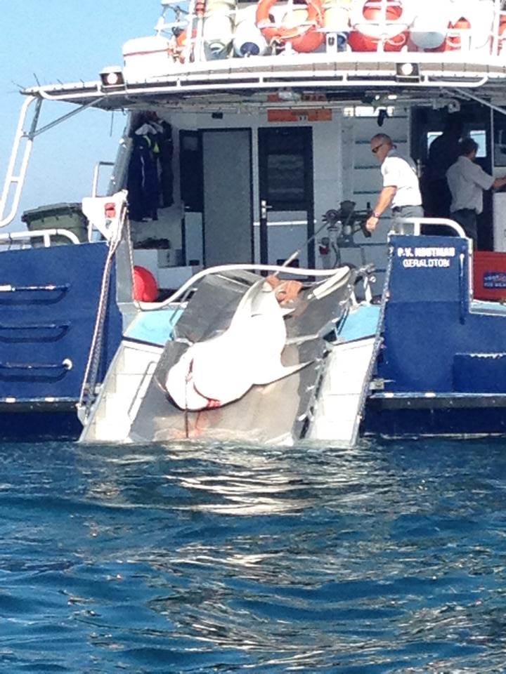 10177532 10152096161938041 2212194900772053422 n