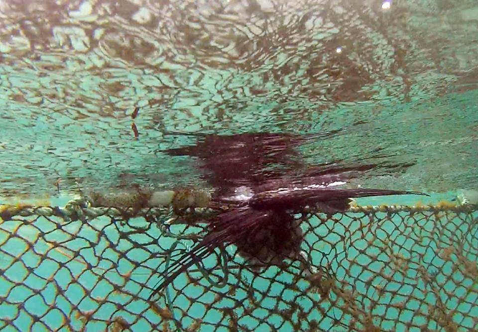 10178073 303882373103294 5132487185444675954 n