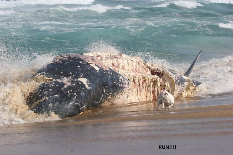 WHALES   POGO,S 065COPY