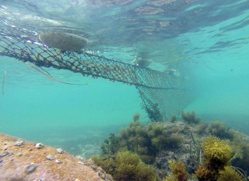 10357940 309561812535350 676871412 n