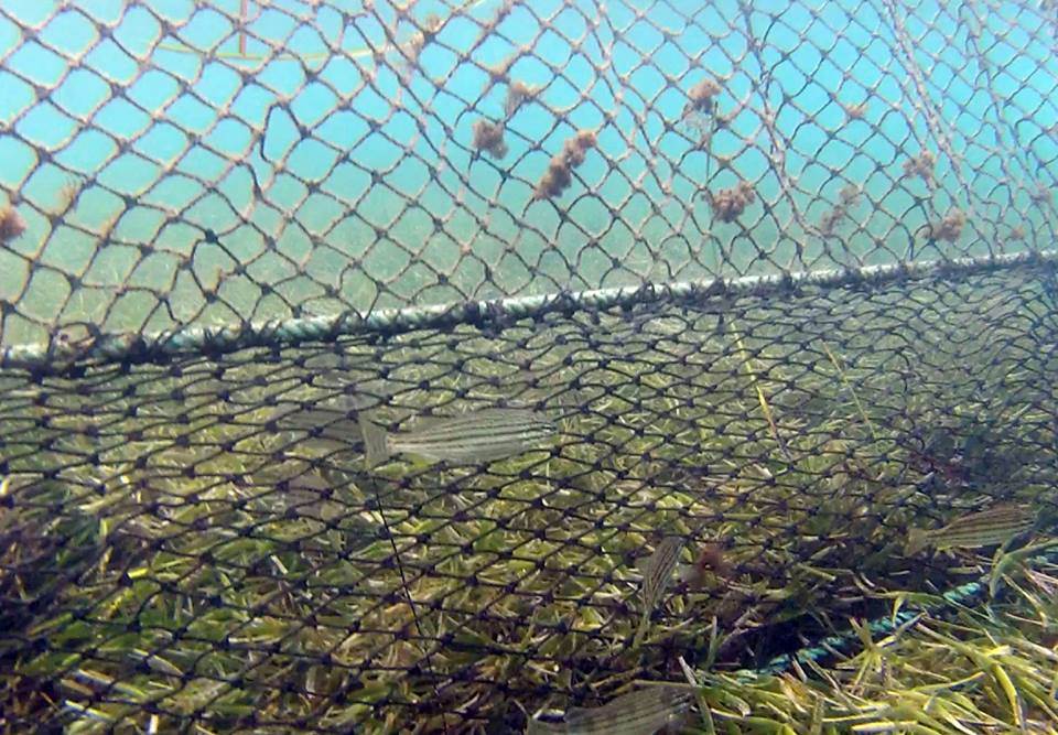 10363627 309562742535257 2116581288 n