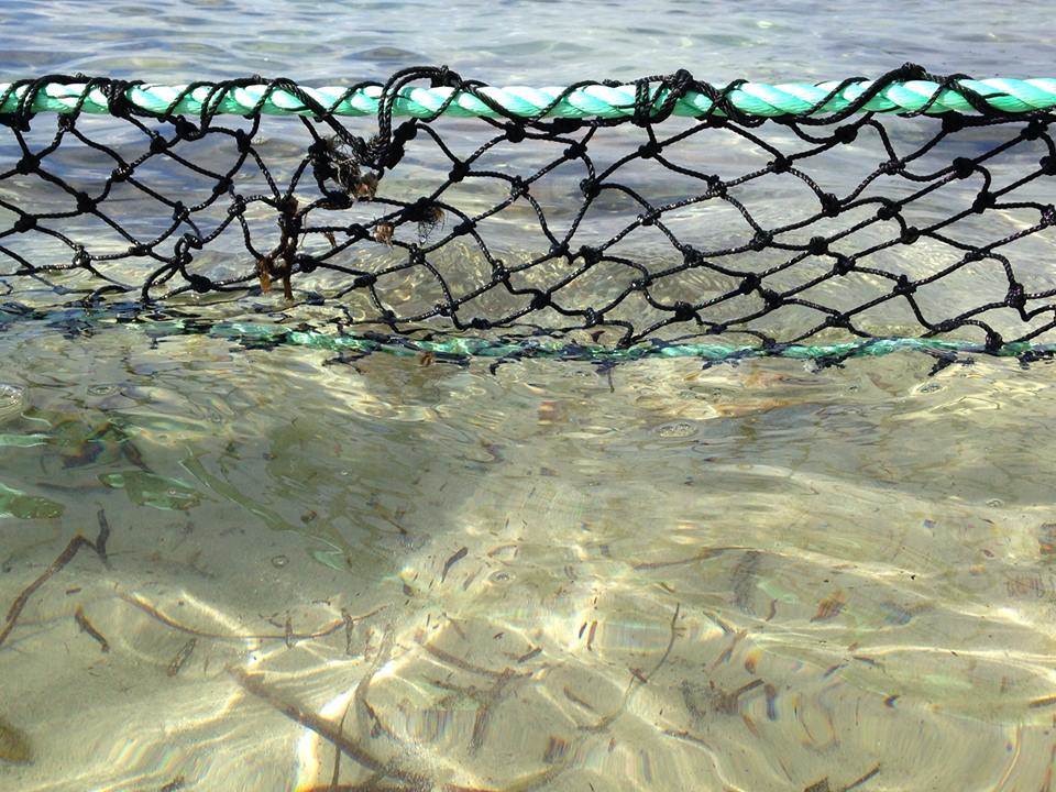 1613864 10203666816770270 8872313720226835386 n