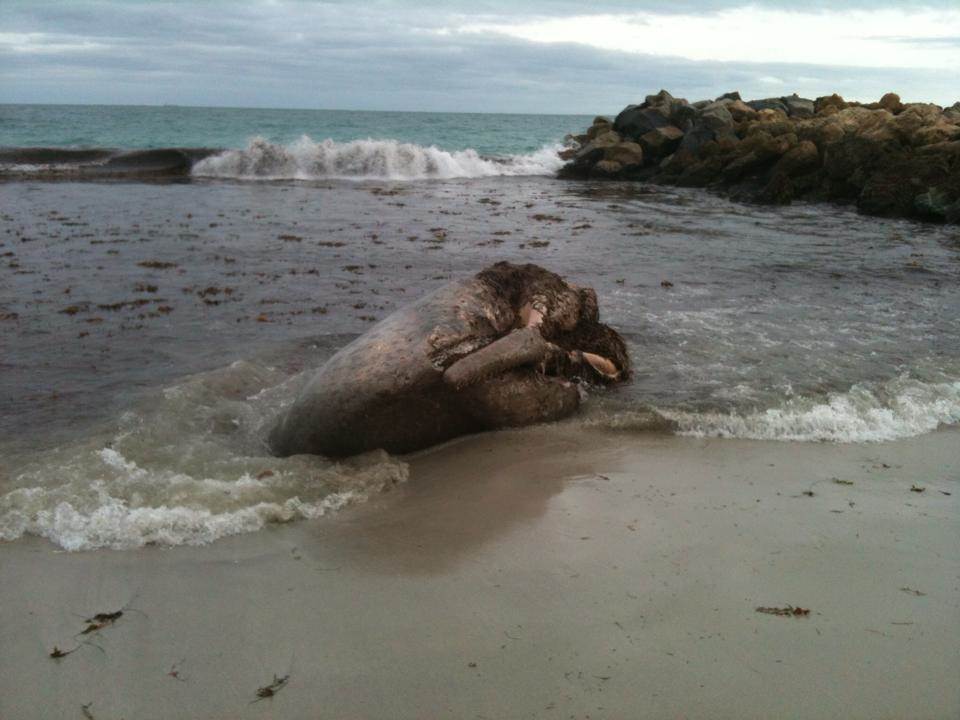 10409399 10152509274979665 2921699327775284954 n