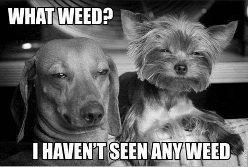 weed