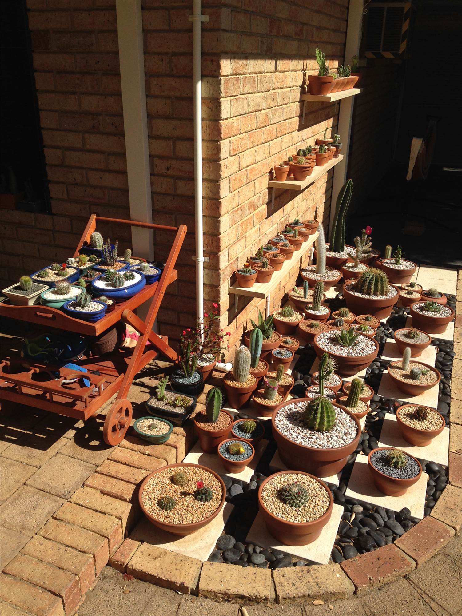 Garden with Shelves 2