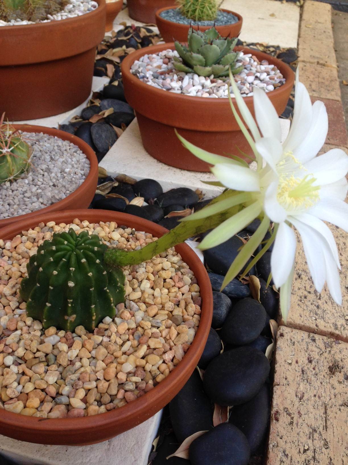 bald hedgehog flower 2