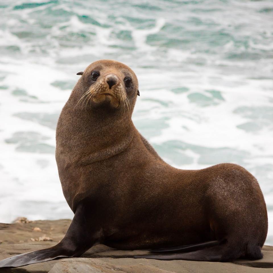 New-Zealand-Fur-Seal