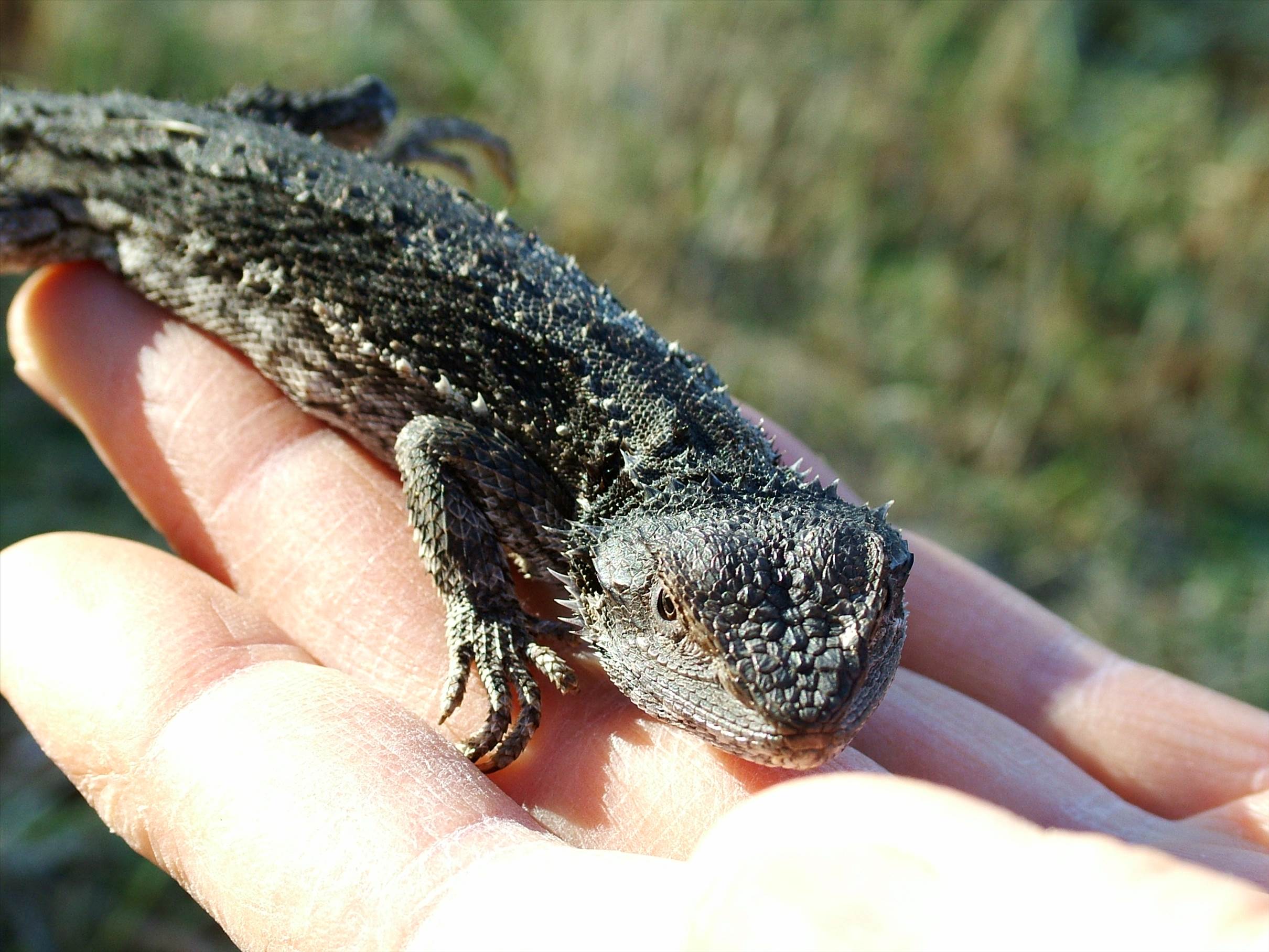 Lizard people in fancy dress